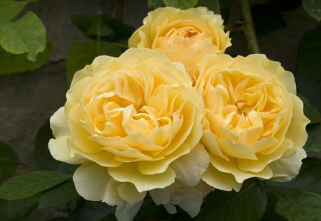 Yellow Roses - flowers, rose, yellow, nature