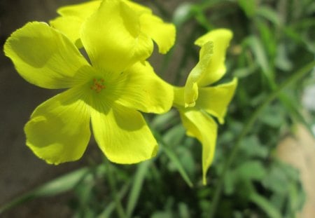 yellow rose - nature, yellow, rose, flower