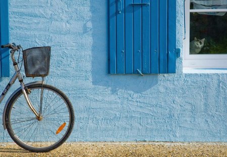 cat at window of blue house - cat, window, house, blue, bicycle