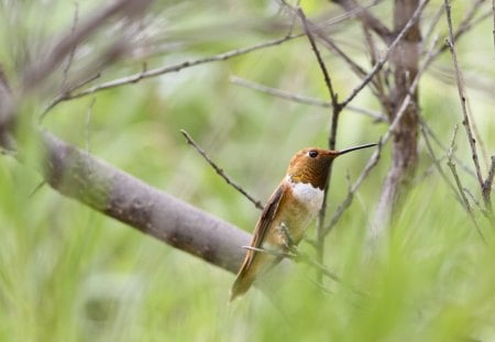 Bully - rufous hummingbird, bully, tough guy, hummingbird