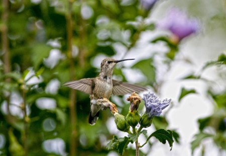 Untitled - little birds, hummingbird, hummer, nature