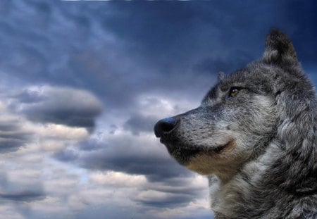 Majestic Wolf - gray wolf, grey wolf, Majestic Wolf, wolf