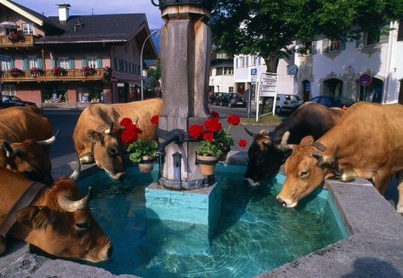 cow drinking from fountain in center of town - drinking, town, cows, fountain