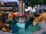 cow drinking from fountain in center of town