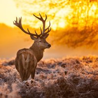 buck in frosty landscape