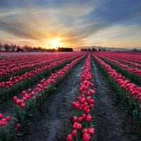 Sunset Over the  Tulips Field