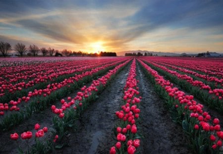 Sunset Over the  Tulips Field - sky, tulips, clouds, flowers, field, sunset, nature