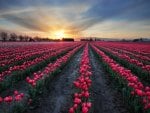 Sunset Over the  Tulips Field