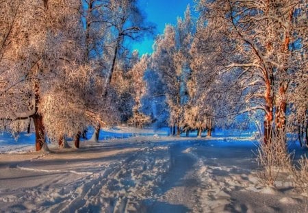 Shades of winter - sky, trees, forest, blue, snow