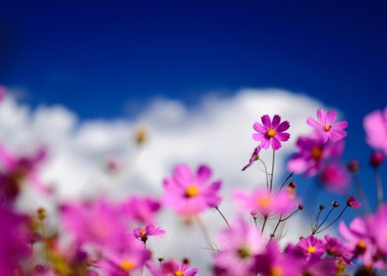 Warm spring - warm, flowers, shrub, sunny, cosmos, fields, spring, grass