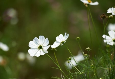 beauty white in the grass - greenery, shrub, white, cosmos, summer, grass