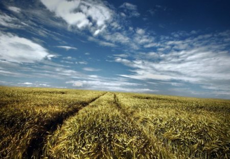 Misty summer - fields, sky, wheat, clouds, summer, afternoon, misty