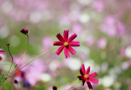 Little cosmos - bokeh, cosmos, buds, spring, grass, petals, pink, garden, little