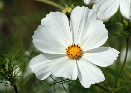 Bloomy - flowers, shrub, white, nature, cosmos, grass, field, wild