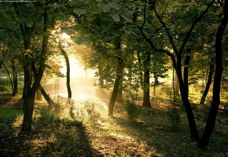 Path of light - wallpaper, forests, sunrise, light