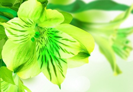 Green petals - green, flowers, lovely, petals