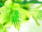 Green petals