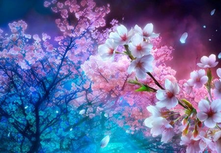 Cherry Blossoms - pretty, blossom, night, light, plant, pink, sakura, cherry blossom, beautiful, beauty, lovely, sakura blossom, sweet, flower, petals, tree, glow, nature, floral