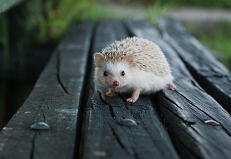 Hadgehog - animal, nice, hadgehod, animals