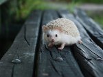 Hadgehog