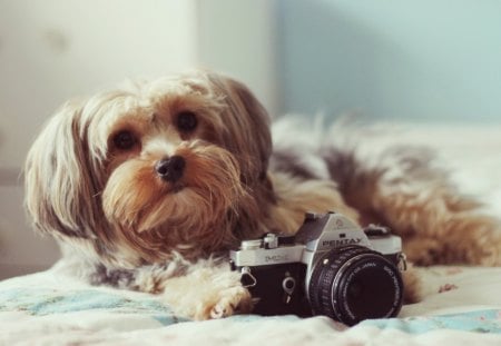 Dog and camera - pretty, pay, beautiful, dog face, beauty, puppies, lovely, playful dog, sweet, playful, dogs, bubbles, cute, face, puppy, animals