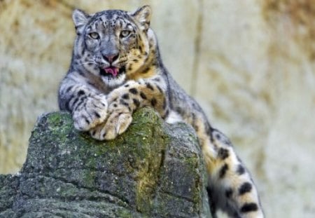 Snow leopard - sleepy, cute, beautiful, cat, sleeping, kitty, cats, hat, cat face, paws, face, animals, pretty, beauty, sweet, kitten, lovely