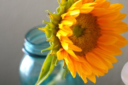 Sunsational♥ - sunny, yellow, light, brilliant, happy, flowers, fresh, sunflower, SENSATIONAL, jar, vase, light blue, forever, beautiful, love, wonderful, nature, bright