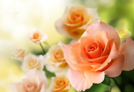 Suggestive Roses - roses, beauty, wanderfull, lovely, suggestive