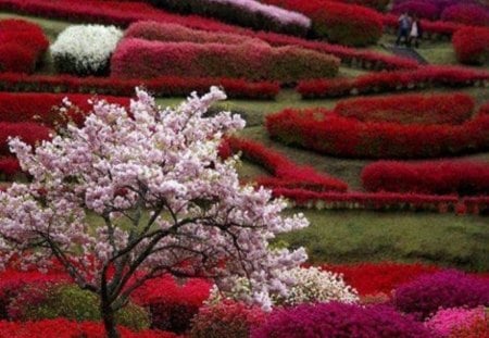 A Maze of Color - maze, hedges, flowers, walkways, nature, colors