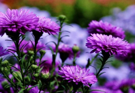 Purple Pleasures - nature, colorful, purple, flowers