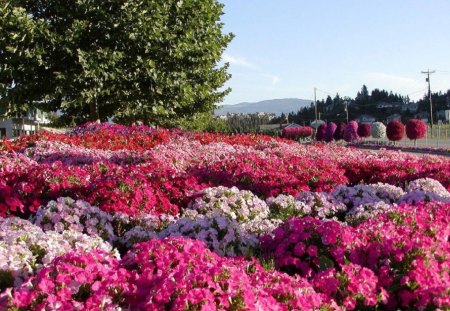 Bountiful Blossoms - nature, pinks, flowers, blossoms