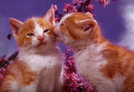 What you are doing now? - flowers, kissing, kittens, feline