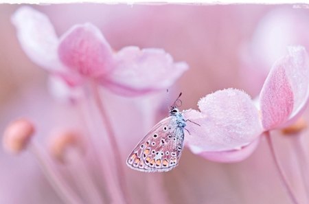 Pink - wings, pik, flowers, butterflies