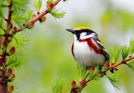 Bird on branch - greenery, pretty, bird, branch, beautiful, buds, spring, lovely, sweet, tree, animal, nature, cute, nice