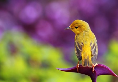 Little bird - summer, animal, pretty, bird, beautiful, spring, rest, little, nice, flight, lovely, nature, colorful