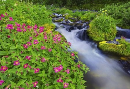 Summer wildflowers - nice, slope, freshness, fragrance, stream, greenery, creek, rocks, fall, quiet, pretty, calmness, green, scent, grass, fresh, summer, lovely, serenity, nature, forest, floating, beautiful, stones, flowers, wildflowers