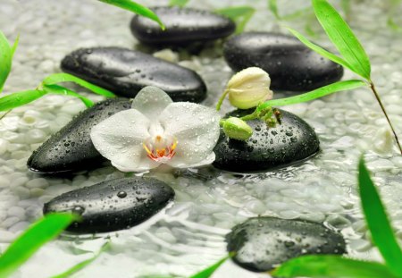 Spa flower - pretty, stream, grass, droplets, nice, greenery, water, spa, beautiful, drops, wet, beauty, lovely, still life, flower, stones, concept, green