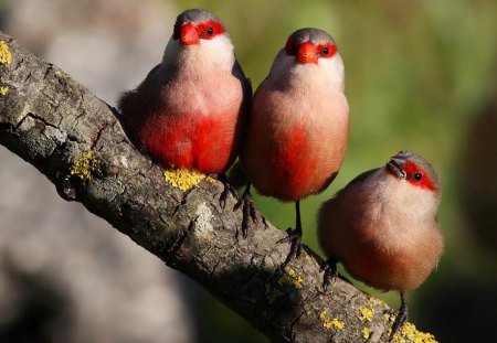 Birds on a tree