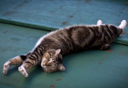 Cat - pretty, cat face, sleepy, paws, kitten, cats, face, sleeping, hat, beautiful, beauty, lovely, sweet, cat, cute, animals, kitty