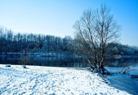 WINTER VIEW - shore, winter, snow, lake, tree