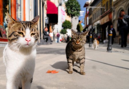 Cat in street - sleepy, cute, beautiful, cat, sleeping, kitty, cats, hat, cat face, paws, face, animals, pretty, beauty, sweet, kitten, lovely