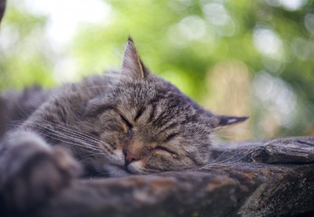 Cat - sleepy, cute, beautiful, cat, sleeping, kitty, cats, hat, cat face, paws, face, animals, pretty, beauty, sweet, kitten, lovely