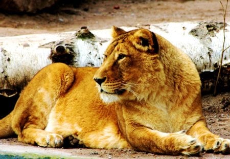 Lioness - nature, predator, resting, beautiful