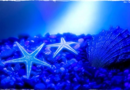 Starfish - sea, Starfish, ocean, blue