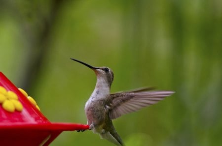 Flapping away - little birds, birds, hummingbird, feeding hummingbird