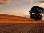 cut wheat fields