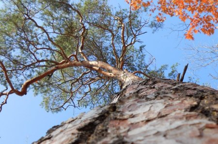 up the trunk - trunk, trees, autumn, bark