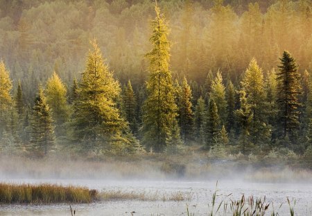 fabulous river landscape - forest, grass, mist, river