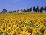 sunflower hill in italy