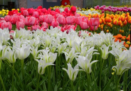 Spring rows - flowers, spring, colors, rows